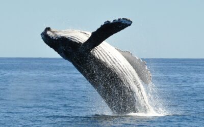 WHALE WATCHING SEASON