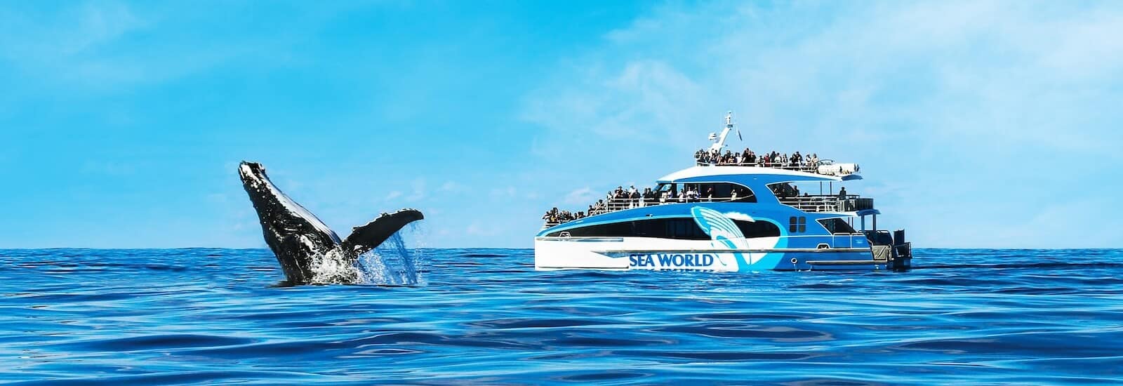 Humpback whale breaching beside a Sea World Cruises whale-watching boat off the Gold Coast in winter